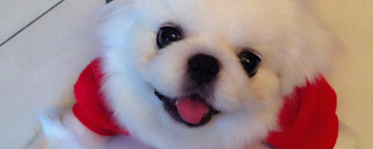 京巴犬吃什么狗粮 如何挑选合适的京巴狗粮