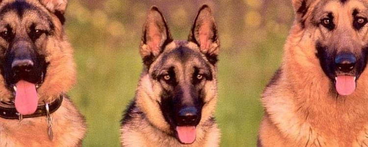 德牧主要吃什么主食 你知道吗