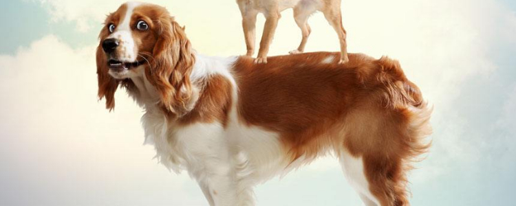 李子狗狗能吃么 狗狗吃李子要注意什么