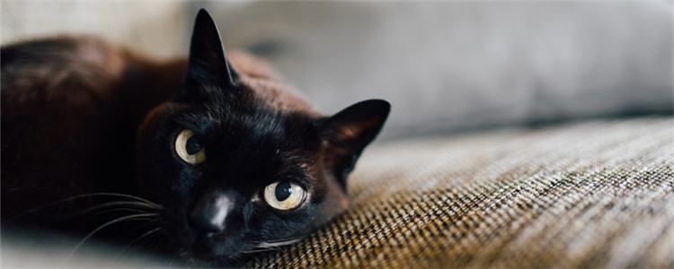 猫咪死亡前的症状 猫咪快死了会怎么样