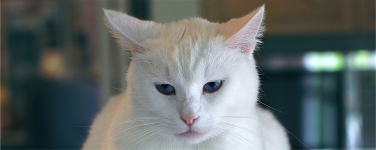 猫咪讨厌的行为 这三种行为猫咪很讨厌