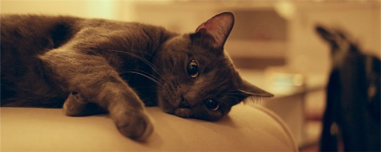 猫咪喜欢看人上厕所 猫咪看人上厕所的原因是什么