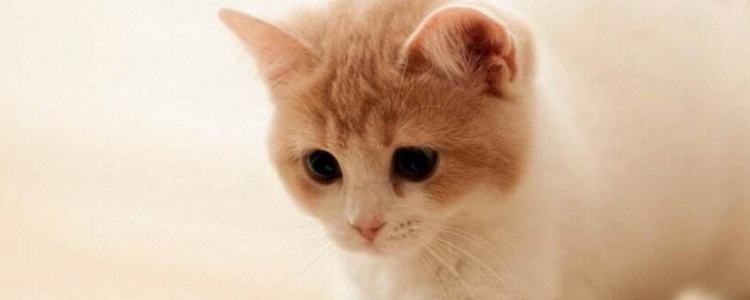 怎么给猫降温 夏天一定要注意这些!