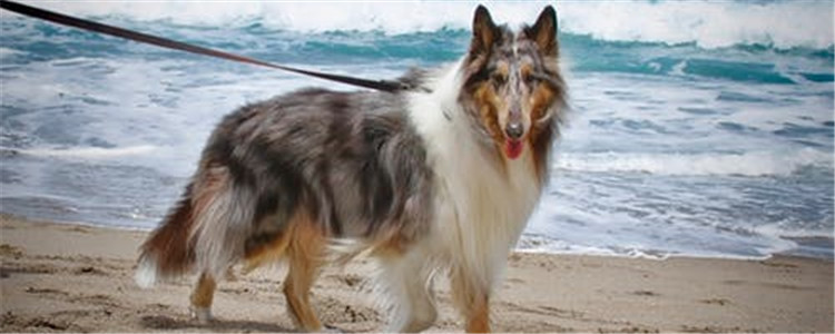 狗狗歪着头看人是什么意思 狗狗为什么喜欢歪着头看人