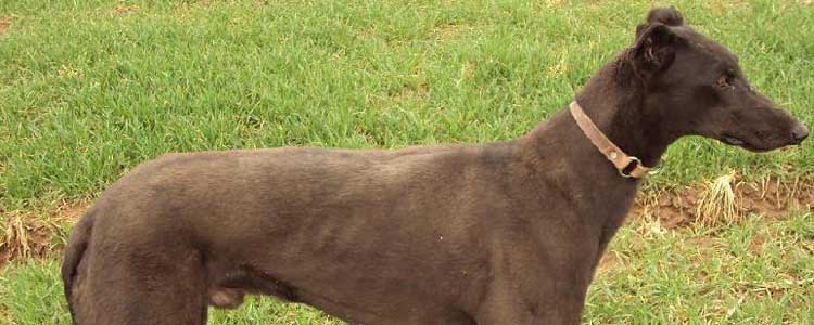 灵缇犬防疫与驱虫的常识 灵缇犬多久驱虫