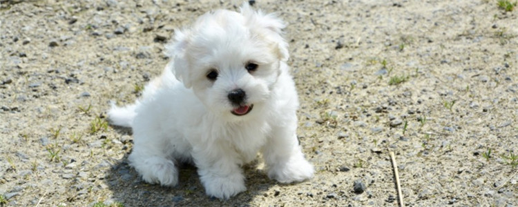 狗狗信任主人的表现 你家的狗狗对你足够信任吗