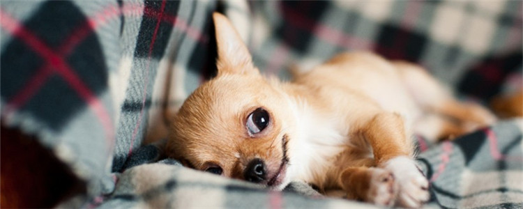 狗狗喜欢主人的三种表现 狗狗原来是这样表达喜欢的