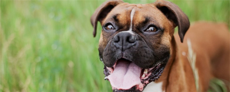 狗狗认可主人的表现 赶紧偷偷观察你家的狗吧！