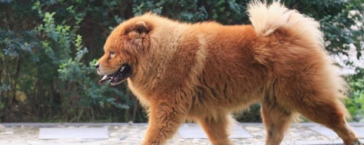 松狮犬吃什么狗粮比较好 松狮犬的饮食注意事项