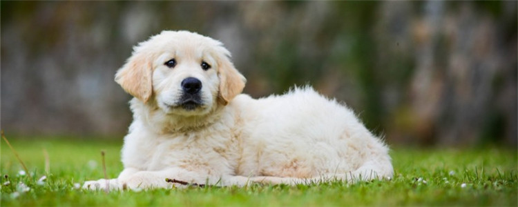 把狗狗关笼子里好吗 笼子养狗有什么好处