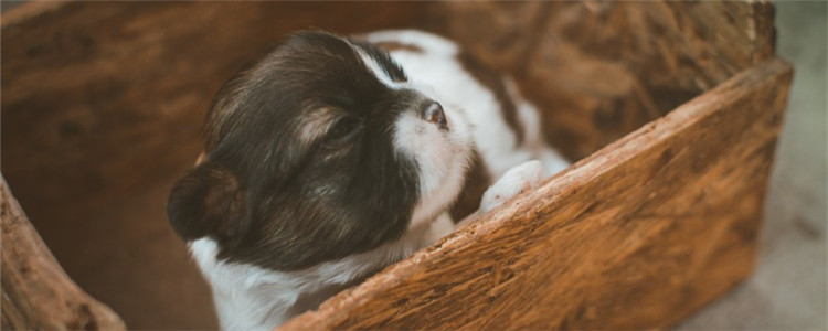 益生菌有什么用 喂狗狗益生菌要注意什么