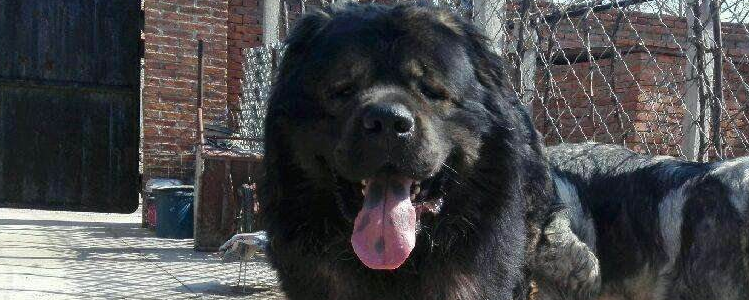 高加索犬怎么养 如何才能养好你的高加索犬