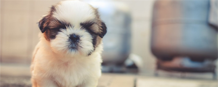 什么狗不能打疫苗 不要随便给有孕的狗打疫苗