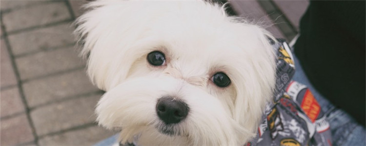 狗打疫苗注意什么 给狗打疫苗有哪些要当心