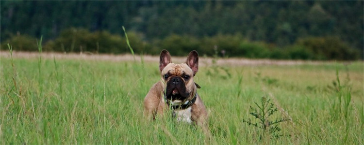 狗狗绝育会有什么变化 赶紧带狗狗去做绝育手术