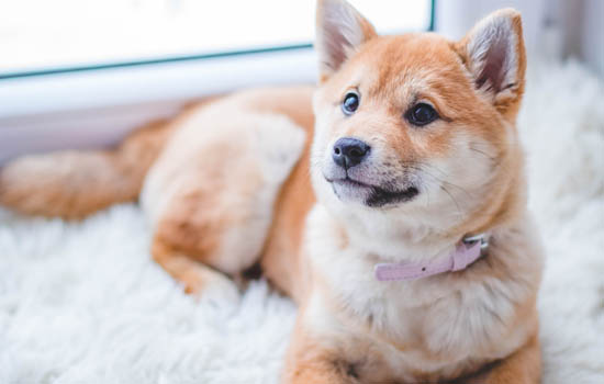 秋田犬容易得什麼病 秋田犬常見的疾病有哪些