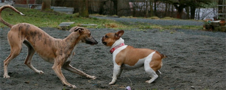 狗什么时候绝育好 狗狗绝育后如何护理