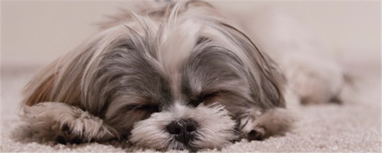 狗狗缺钙会怎么样 狗狗缺钙的危害有哪些