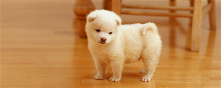 双排牙是缺钙吗 怎么给狗狗补钙