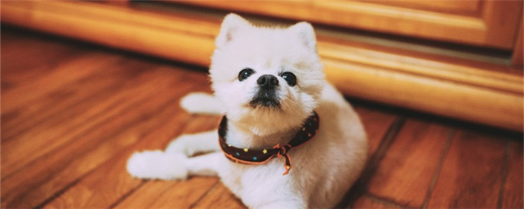 狗狗不立耳是缺钙吗 狗狗立耳补钙误区是什么