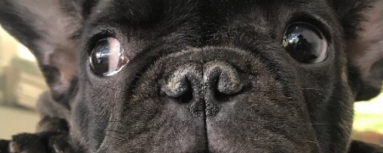 法斗有尾巴吗 什么是法斗的自然尾