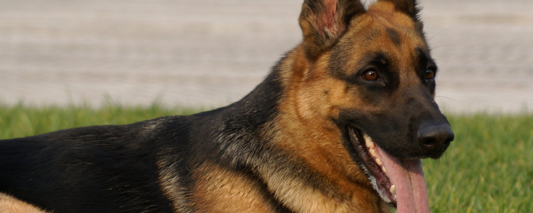 德牧在什么情况下咬人 这其中情况你要当心