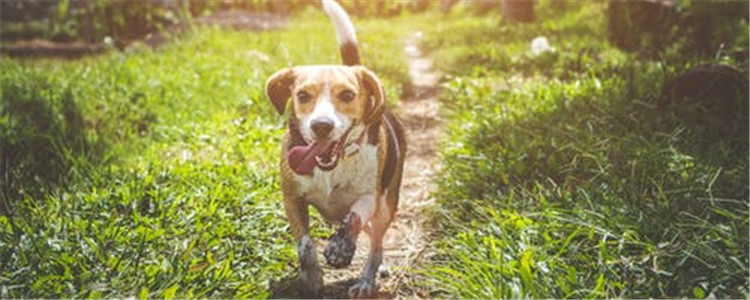 狗为什么会吃草 狗狗吃草有好处吗