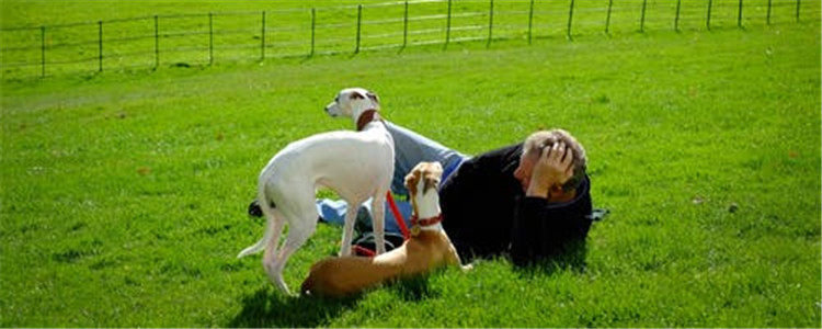 怎样正确的训练狗狗 这三个方面你做好了吗