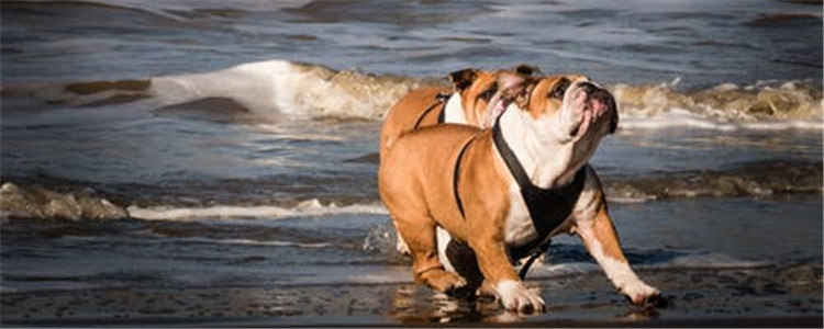 给狗洗澡要注意什么 四大注意事项不要错过