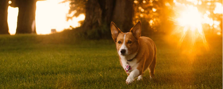狗狗夏天要剃毛吗 狗狗到了夏天要把它的毛剃了吗