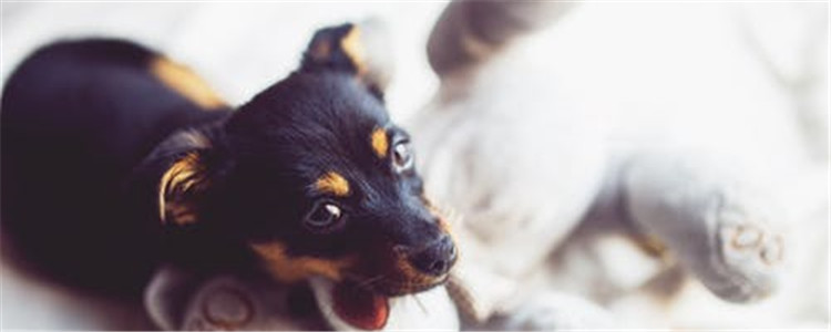 狗狗偏瘦怎么办 如何改善狗狗光吃不胖