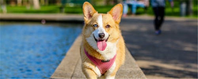 柯基怎么看纯不纯 教你如何挑选柯基