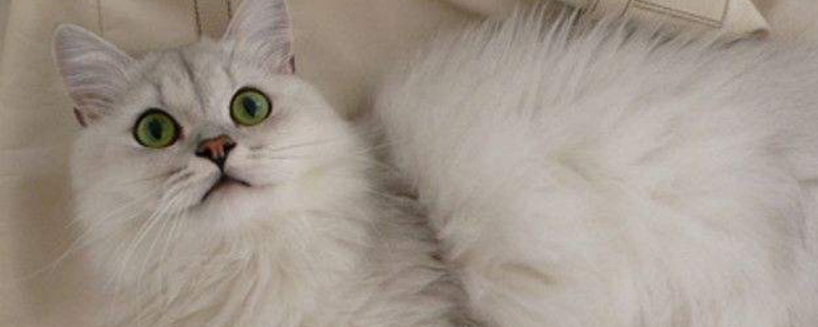 电线上涂什么防猫咬 你家猫还敢乱咬电线吗?