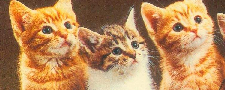 橘猫是母猫稀有吗 为什么橘猫大部分都是公猫？