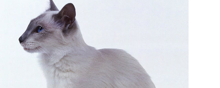 猫不出门要打疫苗吗 千万不要因为你的无知而害了猫