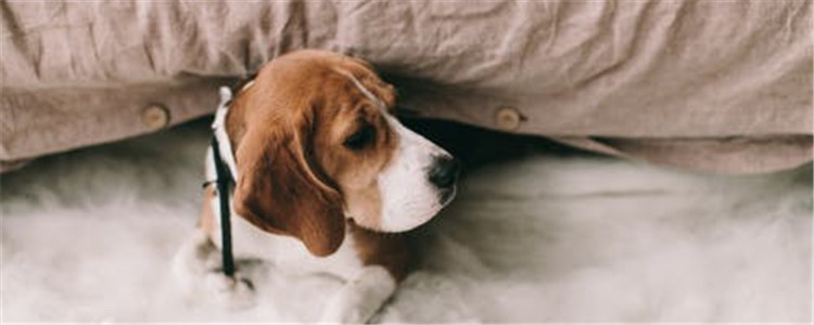 怎么喂狗狗吃蛋黄 喂狗狗吃蛋黄要注意什么