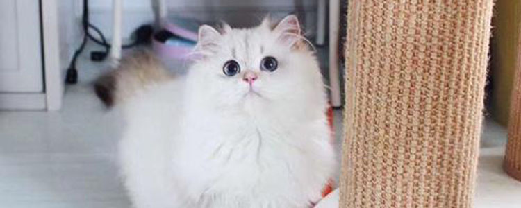 猫便秘怎么办 正确解决猫咪便秘的方法