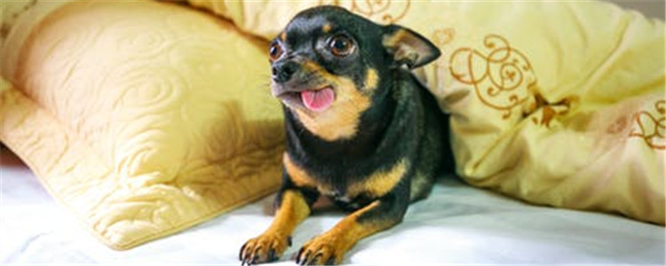 怎么判断狗狗中暑了没 狗狗中暑要怎么采取急救措施