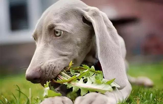 狗狗吃草呕吐狗狗吃草就要注意补充维生素了