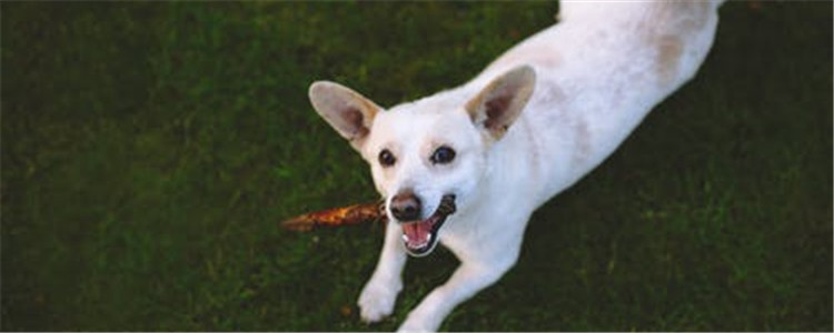 狗狗护食是为什么 如何改正狗狗护食的坏习惯