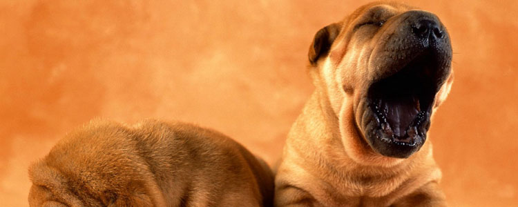 小狗吃多了怎么办 需要断食吗