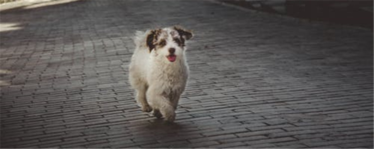 狗狗为什么要驱虫 狗狗有没有寄生虫要如何判断