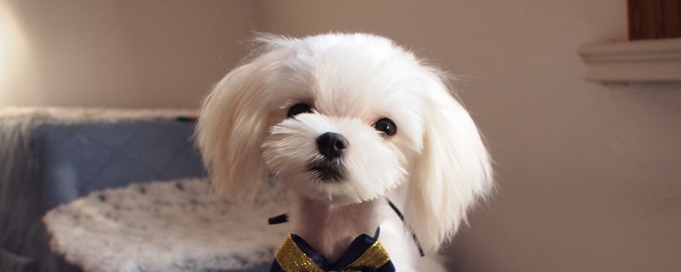 刚出生小约克夏犬要怎样哺乳 怎么给幼犬喂奶