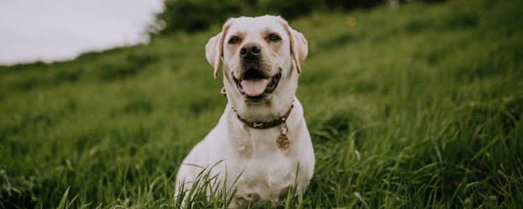 狗狗气管塌陷有啥症状 这些犬种容易患此病