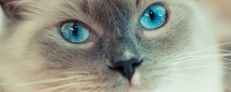 猫眼屎多是什么原因 猫眼屎多的解决方法