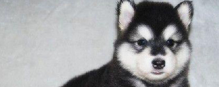 怎么看狗狗鼻子健康 7种小状况教你如何从鼻子判别狗狗健康