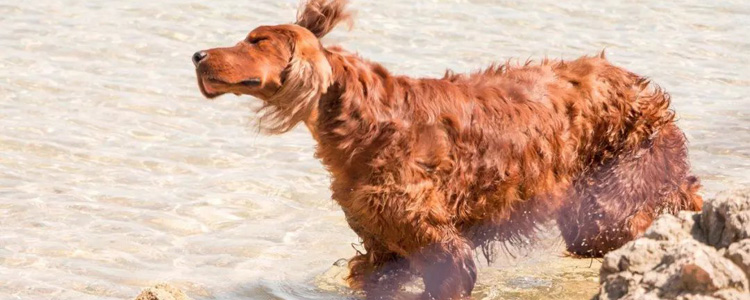 怎么知道狗狗健康的 狗狗健康的表现有哪些