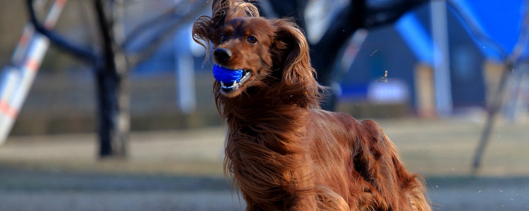 狗狗健康喂养常识 狗狗如何健康喂养