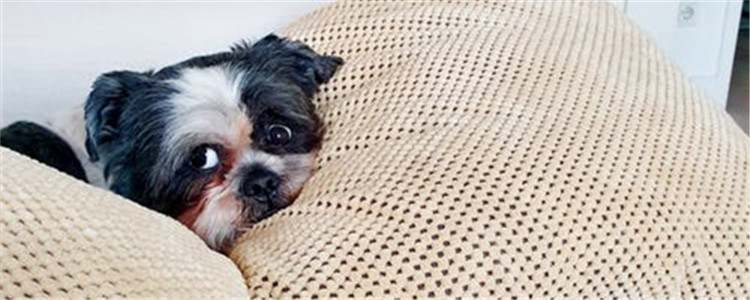 狗狗生病的症状 认真观察狗狗的状态很重要