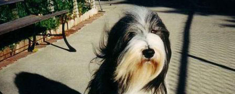 狗狗健康不健康 看看这几点就知道了